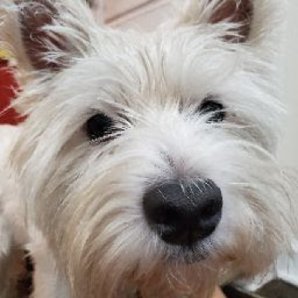 Meet your Posher, Winter